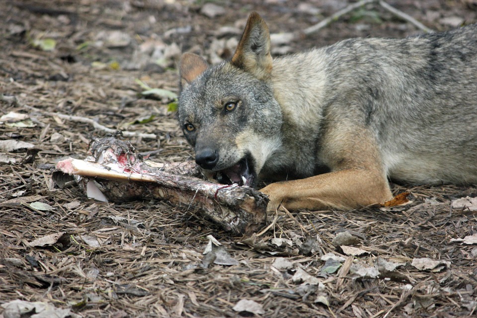 Blog Naturaleza educativa lobo1 El lobo ibérico, historia de un superviviente 