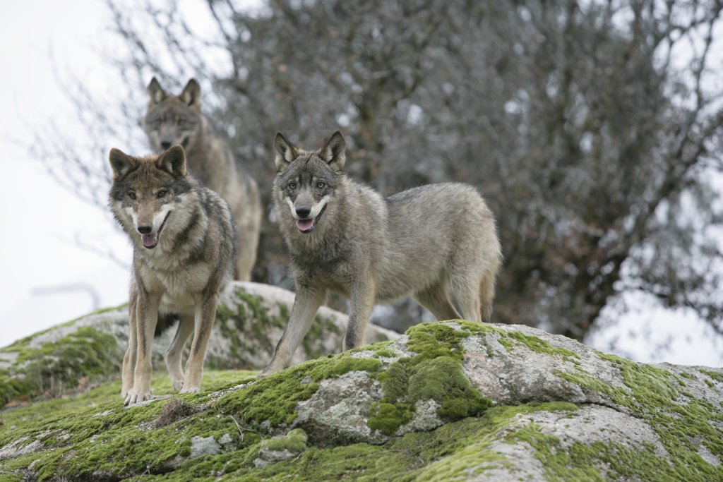 Blog Naturaleza educativa lobo4 El lobo ibérico, historia de un superviviente 