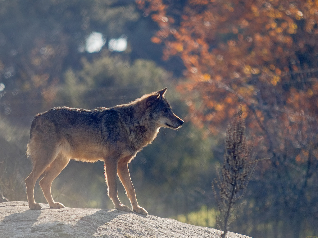 Blog Naturaleza educativa lobo5 El lobo ibérico, historia de un superviviente 